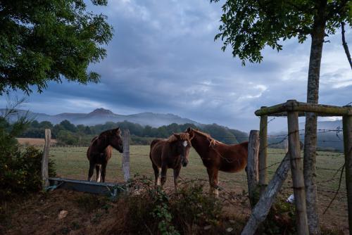 Horses in the early morning outside of Burguete