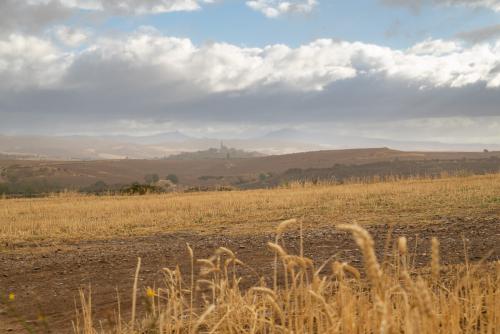 Wheat fields in Navarra